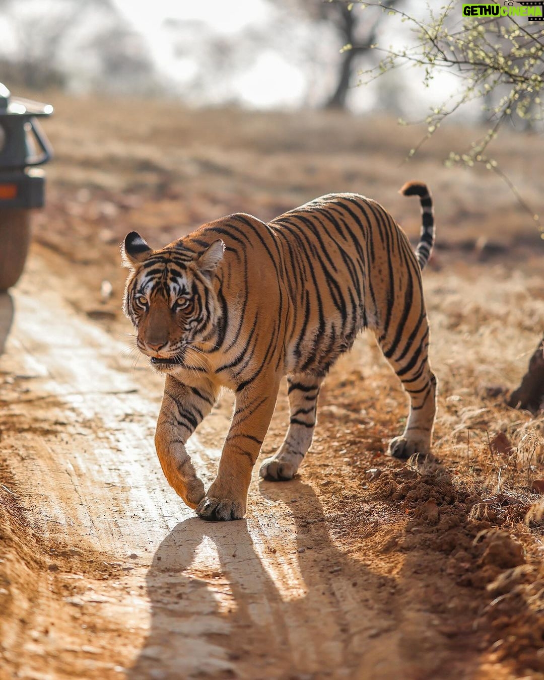 Harshvardhan Rane Instagram - Ending 2023 with #Ranthambore 🐅