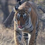 Harshvardhan Rane Instagram - Ending 2023 with #Ranthambore 🐅