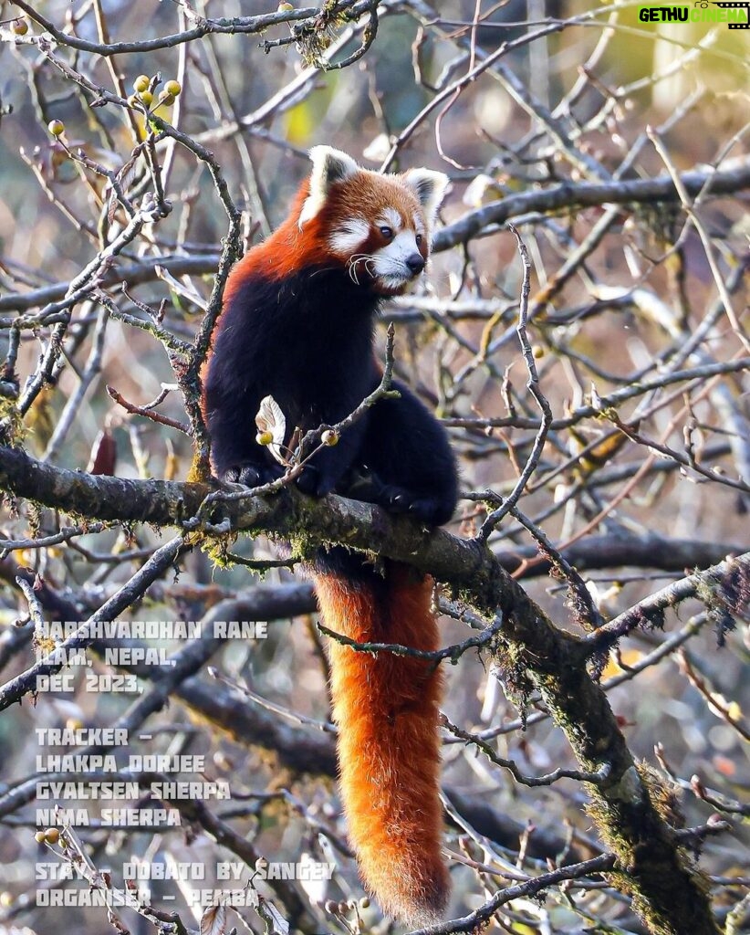 Harshvardhan Rane Instagram - At one point the #RedPanda went right above me! Have never felt this lucky.