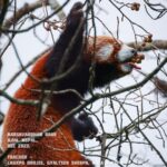 Harshvardhan Rane Instagram – It was tough,
but all good things are… :)

#RedPanda 
#redpandanetwork #Nepal #ilam #Sherpa are king