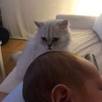 Hazal Kaya Instagram - Benim güzel kızım, 12 yıllık ev arkadaşım, Leyla’m. Yetişkin hayatımın tamamında sen vardın. Birlikte büyüdük, ailemiz büyüdü, çocuklara birlikte baktık, bir an olsun elimi bırakmadın, hepimizi çok sevdin.Teşekkür ederim benim güzelim.Yatağın hep yattığın yerine bakarak ağlıyorum sadece. Bu özlem hiç bitmeyecek biliyorum. Seni çok seviyorum ♥️