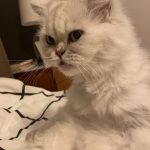 Hazal Kaya Instagram - Benim güzel kızım, 12 yıllık ev arkadaşım, Leyla’m. Yetişkin hayatımın tamamında sen vardın. Birlikte büyüdük, ailemiz büyüdü, çocuklara birlikte baktık, bir an olsun elimi bırakmadın, hepimizi çok sevdin.Teşekkür ederim benim güzelim.Yatağın hep yattığın yerine bakarak ağlıyorum sadece. Bu özlem hiç bitmeyecek biliyorum. Seni çok seviyorum ♥️