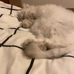 Hazal Kaya Instagram - Benim güzel kızım, 12 yıllık ev arkadaşım, Leyla’m. Yetişkin hayatımın tamamında sen vardın. Birlikte büyüdük, ailemiz büyüdü, çocuklara birlikte baktık, bir an olsun elimi bırakmadın, hepimizi çok sevdin.Teşekkür ederim benim güzelim.Yatağın hep yattığın yerine bakarak ağlıyorum sadece. Bu özlem hiç bitmeyecek biliyorum. Seni çok seviyorum ♥️