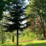 Hazar Motan Instagram -