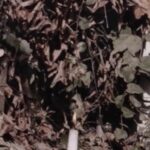 Hazar Motan Instagram - Sevgili hocam ve proje danışmanım @aliherischiart ile birlikte bir videoart projesi oluşturduk. Andrei Tarkovsky’nin 1983 yılında çektiği , umudu taşıma ve yaşamayı simgeleyen “Nostalgia” filminin kültleşmiş final sahnesini kendi benliğimde deneyimleme şansına eriştim. Bu sürecin bana verdiği Umut ve Hayat duygusunu tanımak, hissetmek, yaşamak, yanımda taşımak ve sizlerle paylaşmak istedim. Ve fakat mühim olan size ne hissettirdiği... sessiz bir ortamda izlemenizi tavsiye ederim:) Güzel seyirler... Bu sürecte emeği geçen Sevgili ; Görüntü yönetmeni: @okanergan Focus puller: @fuatzekiugur Jimmy jip: @serkan_aykn D.I.T. : @erdihozdemir Ses : volkan oruc Kurgu&Colour: @ogz.ozturk - @hugimumedia ve @tolgaux binlerce kez teşekkür ederim🖤🙏🏻