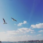 Hazar Motan Instagram -