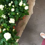Heart Evangelista Instagram - Finding beauty everywhere 🍃🤍🫶🏻 Paris, France