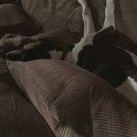 Heidi Klum Instagram - …. lately our bedtime looks like this 🐶🐾❤️