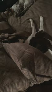 Heidi Klum Instagram - …. lately our bedtime looks like this 🐶🐾❤️