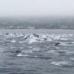 Hengame Ghaziani Instagram - خواب میبینم ، تمام رفتگان  برگشته اند  و این مسافران دریا می روند تا خبر خوش بدهند . زنگ در زده میشود . از خواب بیدار میشوم . همش رویا بود . دست واقعیت را از روی بغضم برمیدارم نه رویا نبود واقعیت بود … 

بیاد درگذشتگان کشتی سانچی