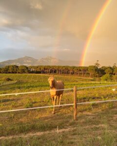 Hilona Gos Instagram - Photo totalement improvisée sûrement pas Instagramable mais je m’en fou trop de joie en voyant apparaître cette arc en ciel 🌈 dans mon jardin avec merlin mon cheval en premier plan, mes chiens à mes côtés, je crois que c’est ce genre de moment qui me fait me dire que finalement tout ira pour le mieux ♥️🥹