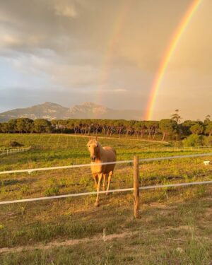 Hilona Gos Instagram - Photo totalement improvisée sûrement pas Instagramable mais je m’en fou trop de joie en voyant apparaître cette arc en ciel 🌈 dans mon jardin avec merlin mon cheval en premier plan, mes chiens à mes côtés, je crois que c’est ce genre de moment qui me fait me dire que finalement tout ira pour le mieux ♥️🥹