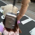 Hina Yoshihara Instagram - にゃんポリアンな日ʕ•̫͡•ʕ•̫͡•ʔ•̫͡•ʔ•̫͡•ʕ•̫͡•ʔ•̫͡•ʕ•̫͡•(=^x^=)♡⭐︎ Tokyo, Japan