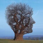 Homayoun Shajarian Instagram - اتفاقی به این کار برخوردم، دیدم چقدر منو این درخت ناشناس شبیه همیم🤍 Tree of Half Life by Storm Thorgerson