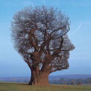 Homayoun Shajarian Instagram - اتفاقی به این کار برخوردم، دیدم چقدر منو این درخت ناشناس شبیه همیم🤍
Tree of Half Life by
Storm Thorgerson