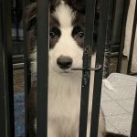 Huang Zitao Instagram - hello everyone I’m a really bad dog case I always let me daddy get mad and Breaking everything i can do and take shit anywhere hahahah I like that! ….. Me: fuck…..