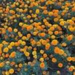 Huda ElMufti Instagram – Fish & Flowers 🐠🌹 Athens, Greece
