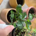 Huda ElMufti Instagram – Green Wednesday ………