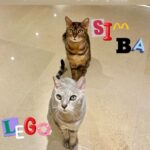 Hyolyn Instagram – 세계 고양이의 날!
💓International Cat Day…🐈💓
오래 오래 건강하게 행복하자….!!!사랑해

@xhyo3catsx #Lego #Simba #🐈
#세계고양이의날 #internationalcatday