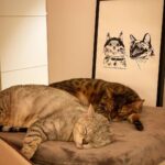 Hyolyn Instagram – 세계 고양이의 날!
💓International Cat Day…🐈💓
오래 오래 건강하게 행복하자….!!!사랑해

@xhyo3catsx #Lego #Simba #🐈
#세계고양이의날 #internationalcatday