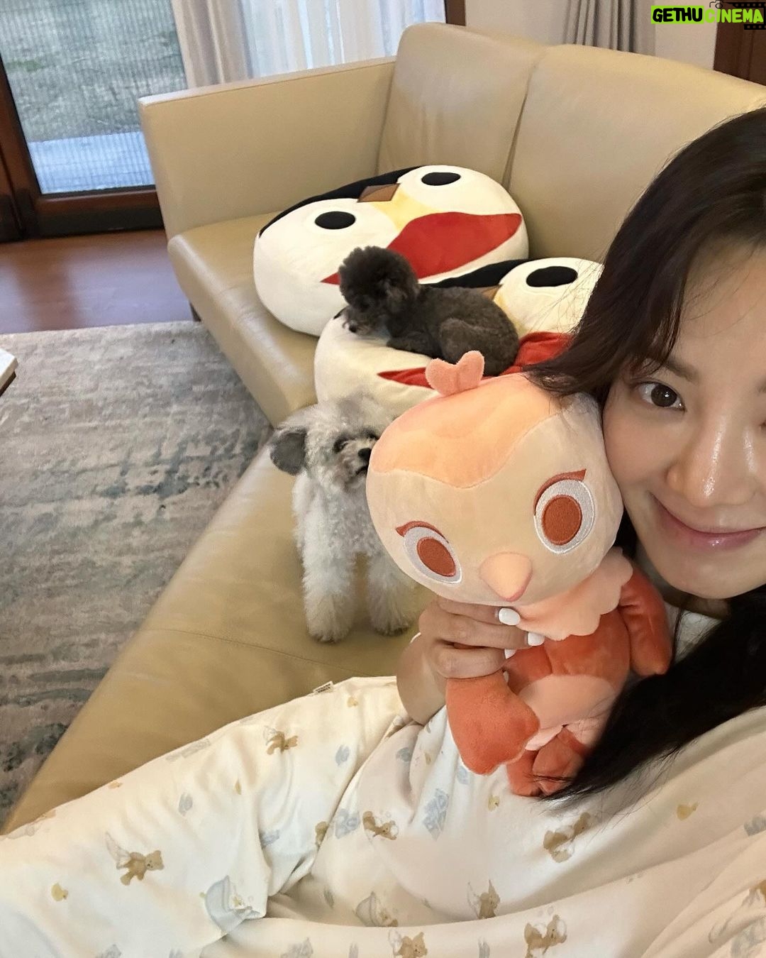 Hyoyeon Instagram - 강쥐 세마리 여행은 역시 무리🤔 . #바바라 #비너스 #베일리 #제주도 Camphortree Hotel