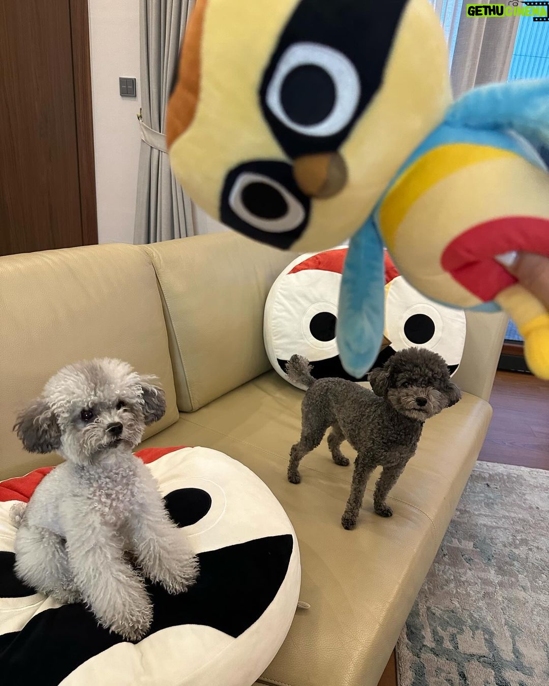 Hyoyeon Instagram - 강쥐 세마리 여행은 역시 무리🤔 . #바바라 #비너스 #베일리 #제주도 Camphortree Hotel
