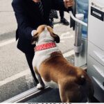 Ian McKellen Instagram - In @goodliarmovie I am Roy Courtnay, a con man who preys on wealthy widows. Between takes I myself was charmed by a con canine!