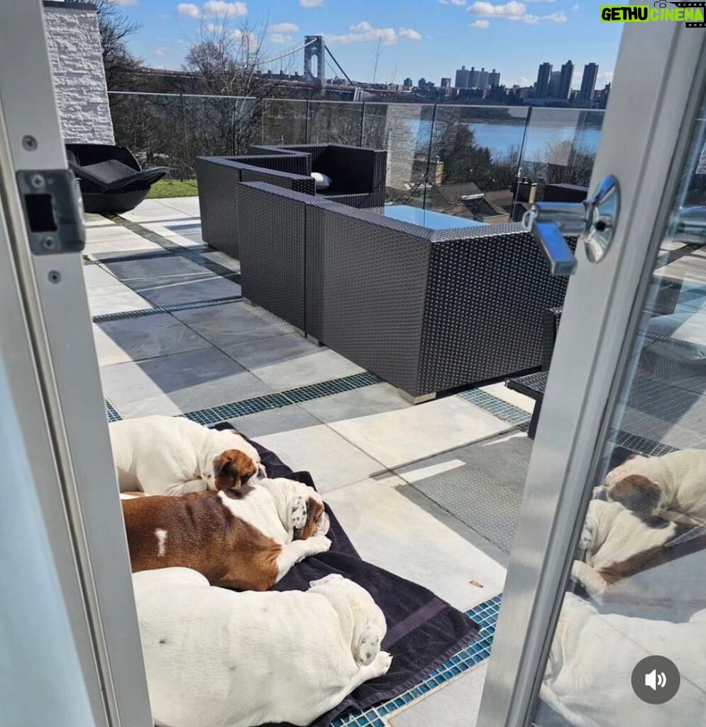 Ice-T Instagram - Finally some Nice weather in NJ.. My Dogs know how to kick back in the sun… @spartandmaxandlex Yes, they have over 64Thousand followers.. #BullDogs