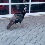Ice-T Instagram - This did not happen today but I felt this was an appropriate day to show a Turkey video.. lol Have a good one!