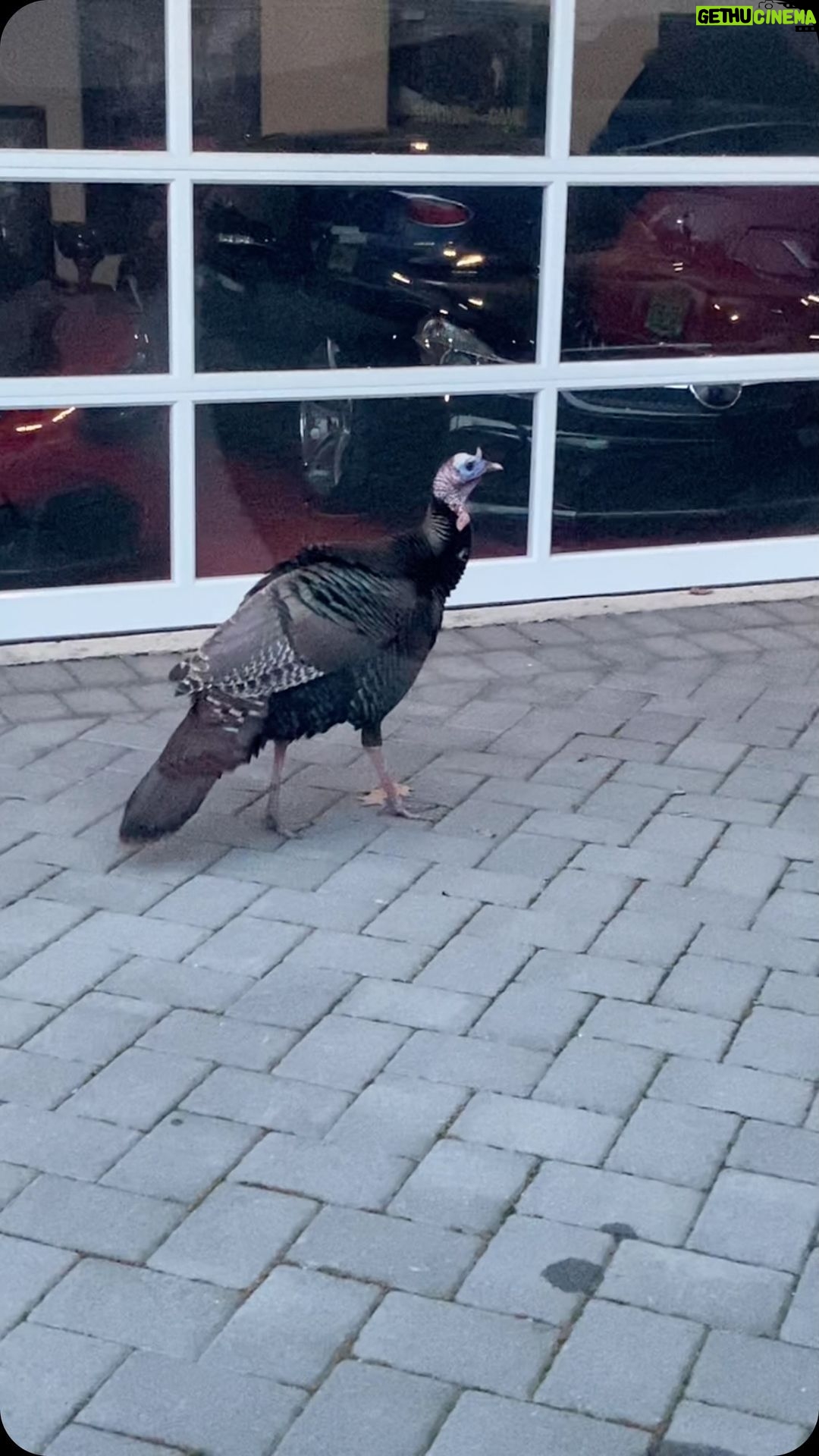Ice-T Instagram - This did not happen today but I felt this was an appropriate day to show a Turkey video.. lol Have a good one!