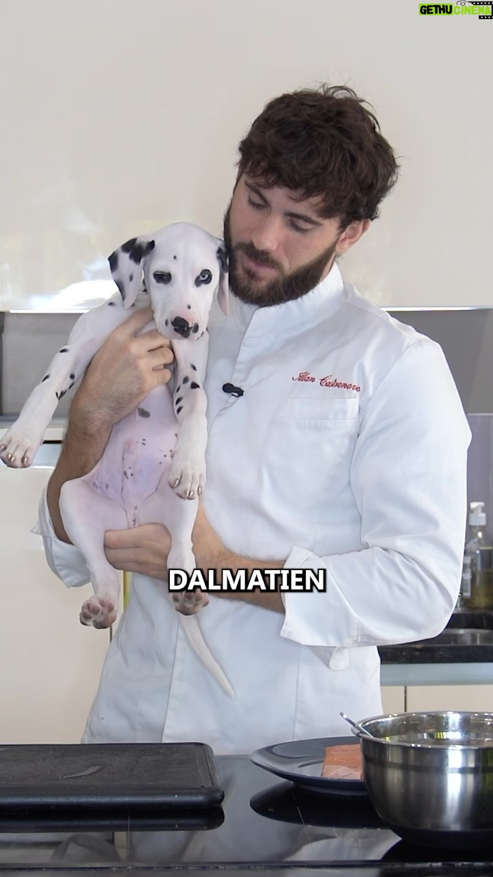 Illan Castronovo Instagram - #dalmatian #recettefacile @wissmsaad