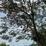 Im Na-yeon Instagram - 뒤죽박죽 발리 모음집 시자악,, 🏝️🍃☀️🌳🌷🌊