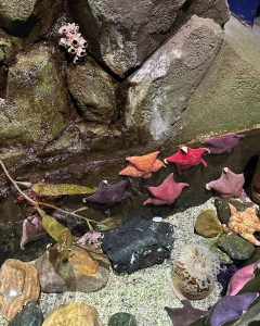 Im Na-yeon Instagram - 🐠🐟🦭🐬🐋🐳🪼