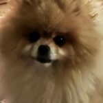 Im Soo-hyang Instagram - 최선을 다해서 잘 쉬기 모드🫠 새로 온 마사지체어친구 덕에 극락체험 제일 좋아하는 캔들과 무늬만 책 다시는 마시지 말아야지 하는 술 드디어 엄마를 찾은 내새끼 오늘은 꼭두의계절하는 날