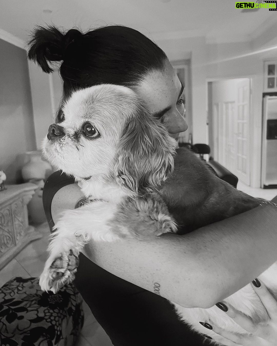 Indiana Massara Instagram - You always were the best boy. Run far and fast up there my love. Till I see you on the rainbow bridge angel 🤍