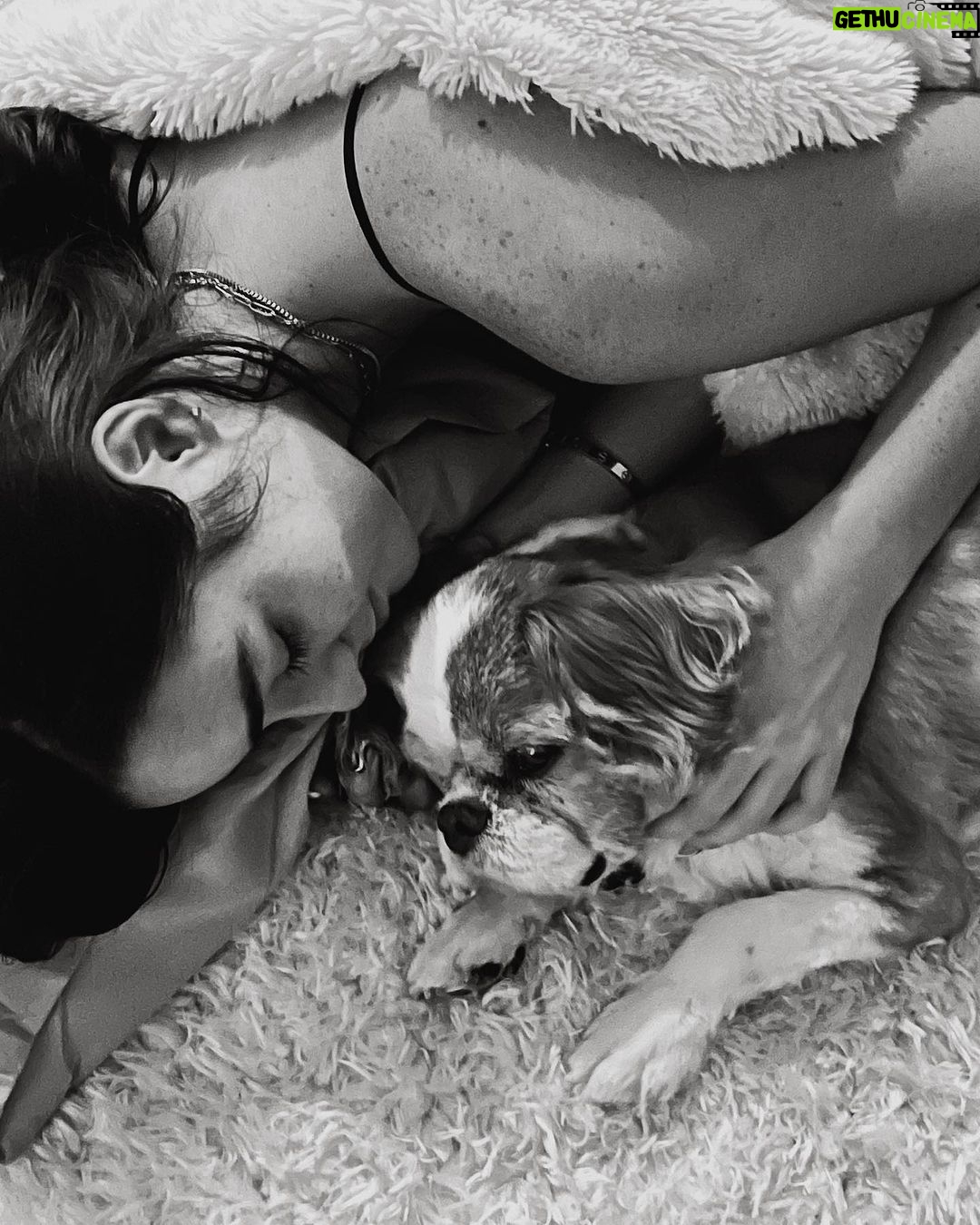 Indiana Massara Instagram - You always were the best boy. Run far and fast up there my love. Till I see you on the rainbow bridge angel 🤍