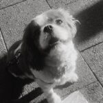 Indiana Massara Instagram - You always were the best boy. Run far and fast up there my love. Till I see you on the rainbow bridge angel 🤍