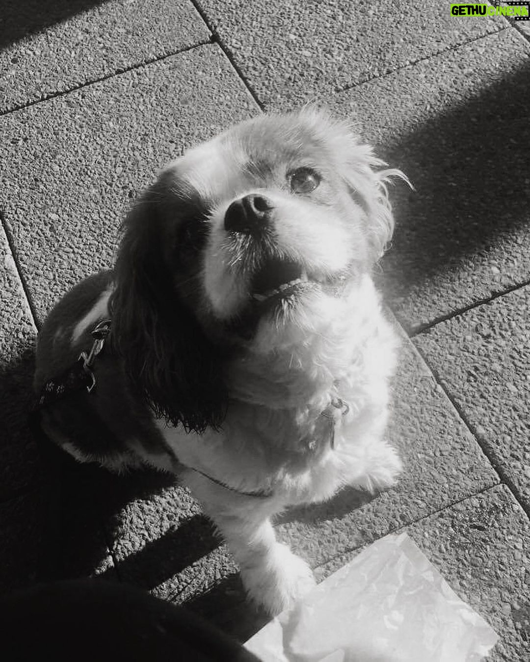 Indiana Massara Instagram - You always were the best boy. Run far and fast up there my love. Till I see you on the rainbow bridge angel 🤍