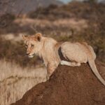 Ines Benazzouz Instagram - « Dans la savane j’marche entre les hyènes qui me regardent de travers » 🦁 📸 @auroretp