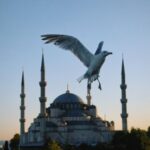 Iris Mittenaere Instagram - Istanbul is a dream 🕊️ Best photo spot is the terrasse of the 7 hills hotel. Totally free. You don’t have to book a table or even have a drink ( but I recommend having a drink to enjoy the view ) 🤍 İstanbul Turkey