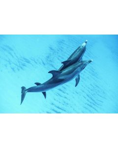 Isabella Santoni Instagram - Ocean Ambassadors like Brazillian actress @isabellasantoni, play an essential role in helping us build a brighter future for our ocean. When we craft stories showcasing the beauty and realities anchored below our ocean’s surface, we work to expand love for our planet in the hearts of anyone who takes the time to dive in with us. By eliminating the space between our wild, remote ocean and the global community, our sense of togetherness on this big blue planet deepens. Because of dedication from people like Isabella, who use their platforms to raise our ocean’s voice and SeaLegacy’s work, we’re able to reach new individuals who join us on the journey to meaningful change. Isabella’s deep connection to our ocean is evident through her steadfast amplification of the importance of our natural world. By celebrating her ambassadorship with @marieclairebr, @topmagazine, and @revistaportfolio, Isabella has opened the door and invited countless readers to explore our mission. We extend our deepest gratitude to Isabella, whose love for the sea acts as a guiding light to her ocean action, and we’re honored to advocate for the health of our planet alongside her. Leap into action by joining The Tide with Isabella and our team as we work to rewild and restore our vital ocean ecosystems! Os Embaixadores do Oceano, como a atriz @isabellasantoni, desempenham um papel importante na luta pela construção de um futuro mais saudável para os nossos oceanos. Ao contar histórias que revelam a beleza e as realidades ocultas sob a superfície do mar, trabalhamos para cultivar o amor pelo nosso planeta em todos que se dispõem a mergulhar conosco. A profunda conexão de Isabella com o oceano é evidente em seu constante esforço para amplificar a importância de nosso mundo natural. Ao celebrar seu papel de embaixadora com a @marieclairebr, a @topmagazine e a @revistaportfolio, Isabella convida inúmeros leitores a se juntarem conosco nessa missão. Junte-se à Isabella e à nossa equipe enquanto trabalhamos para recuperar e restaurar os ecossistemas oceânicos vitais! Se inscreva ao The Tide e nos ajude a aprofundar a conexão da humanidade com nosso oceano! 📸 1&3 by @mitty 📸 2 by @floravnegri