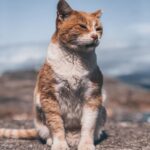 Ismael Prego Instagram - Os echo mucho de menos gatitos griegos 😢