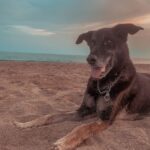 Ismael Prego Instagram - Perrito en la playa