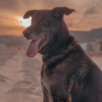 Ismael Prego Instagram - Perrito en la playa