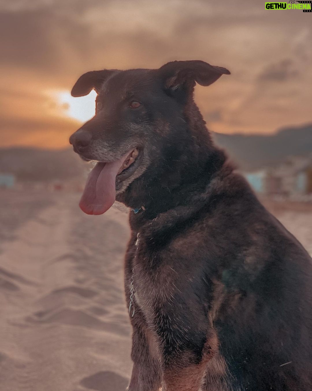 Ismael Prego Instagram - Perrito en la playa