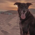 Ismael Prego Instagram - Perrito en la playa