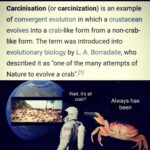 Ismael Prego Instagram – 🔎 How to leave society and live in the woods 🔜🦀