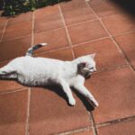 Ismael Prego Instagram - Menos mal que estos demonios me hacen compañía.