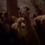 Ismael Prego Instagram – En 2019, durante el primer cumpleaños que tuve tras salir del pozo, se me ocurrió ponerme una alarma con un mensaje para que mis “yos” del futuro se despertaran con las prioridades claras y no volviesen a caerse dentro del agujero. 

Han pasado ya 4 años. 4 años despertándome con el mismo mensaje. Y a veces se me olvida, pero joder, tiene que ser mi puto dogma. 
Este finde, celebrando los 30, me habéis demostrado una vez más que el mayor tesoro son los amigos que hacemos por el camino. 

Cómo os quiero a todos y qué falta me hacéis. A los que estáis y a los que estaréis. 
Gracias por este fin de semana, piratas 🏴‍☠️ 🖤