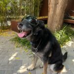 Ismael Prego Instagram – Cortarme las melenas, una colonoscopia y una cirugía ocular, conciertos, la velada, ponerle gafas a blacky cuando yo me las quito, unas elecciones, descubrir que soy un Ken y tengo una Mojo Dojo Casa House, Commander Masters, inventar al mago calipofresa con mi persona favorita, la MagicCon y valorar cada día más a toda la gente que me rodea.

Julio ha sido intenso, eh.